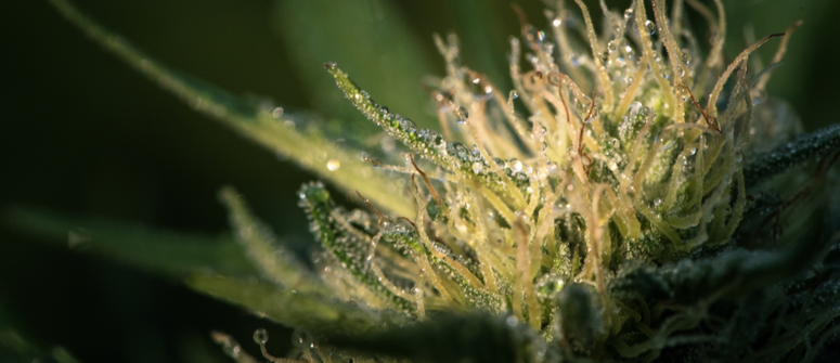 Light requirements of cannabis plants during the flowering stage